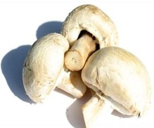 Польза сушеных грибов и другие факты