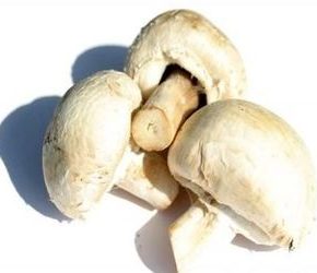 Польза сушеных грибов и другие факты
